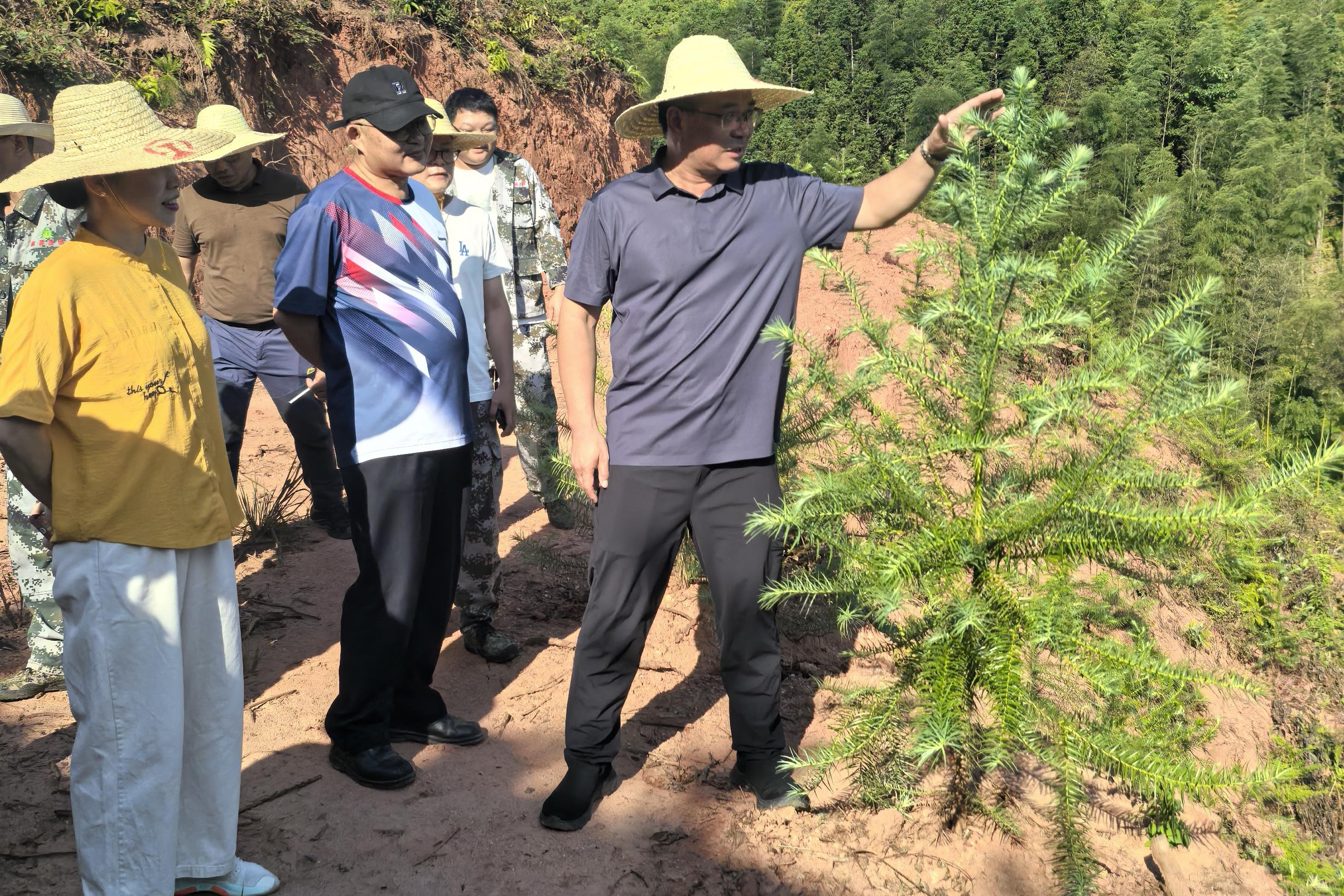 福建省林科院副院長(zhǎng)鄭仁華一行蒞臨福建金森 指導(dǎo)森林資源培育工作